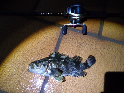 ベイトロックで良型タケノコメバル！