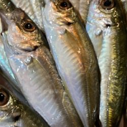 今年初のナイトアジング！！