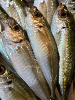 今年初のナイトアジング！！