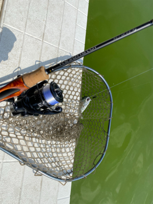 ガラガラの服部緑地でエリアトラウト