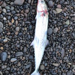 雑賀崎アジングからの煙樹ヶ浜ショアジギング