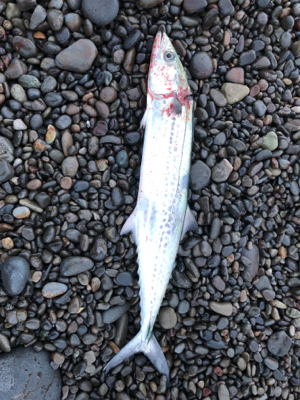 雑賀崎アジングからの煙樹ヶ浜ショアジギング…