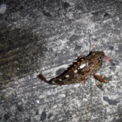 メバルプラッギング不発