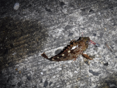 メバルプラッギング不発