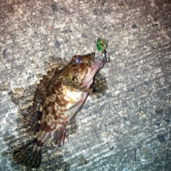 メバルプラッギング難い