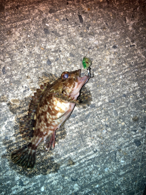 メバルプラッギング難い