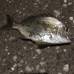 久しぶりのアジング！！