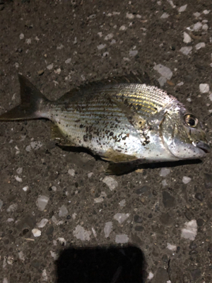 久しぶりのアジング！！