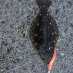 そろそろ上がってくるハク待ち？