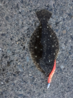 そろそろ上がってくるハク待ち？