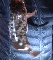 立派なガッシー