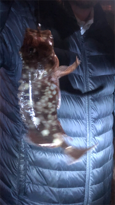 立派なガッシー