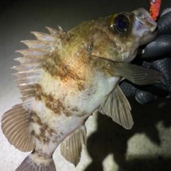 プラグで爆釣！