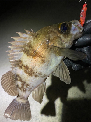 プラグで爆釣！