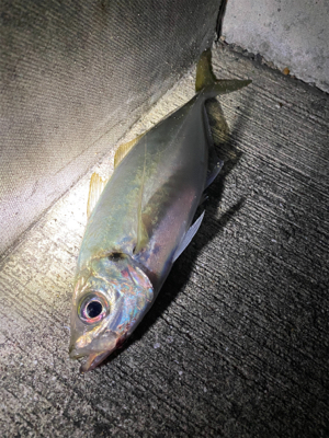 メバリングっ！！