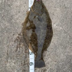 やはりいらっしゃった