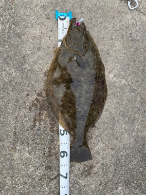 やはりいらっしゃった