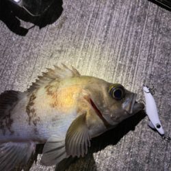 久しぶりのメバリング