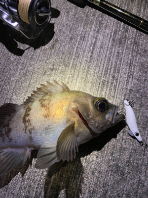 久しぶりのメバリング