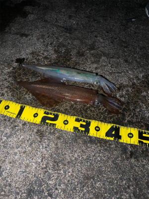 初ヤリイカのウキ釣り!