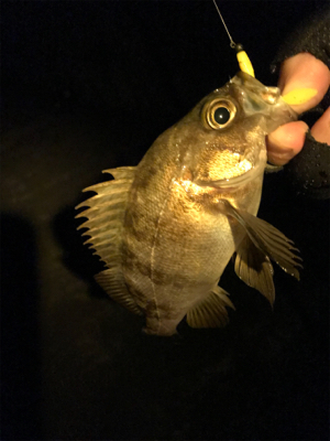 なかなか釣れない