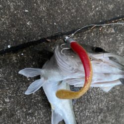 この堤防でシーバス