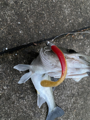 この堤防でシーバス