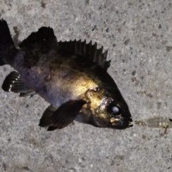 アミパターンに逆戻り