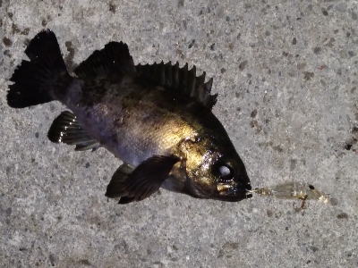 アミパターンに逆戻り