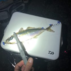 久しぶりの数釣り！！