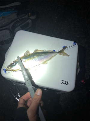 久しぶりの数釣り！！