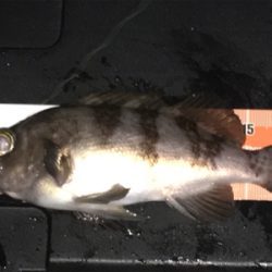 久しぶりのメバリング