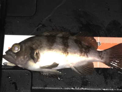 久しぶりのメバリング