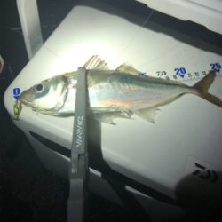 久しぶりの数釣り！