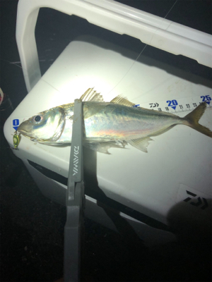 久しぶりの数釣り！