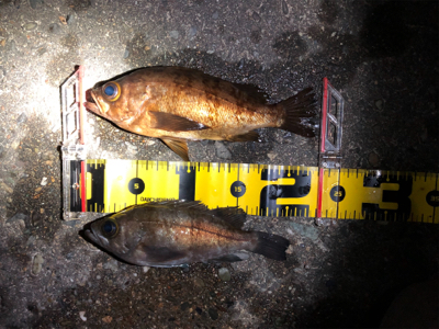 ゴールドメバル