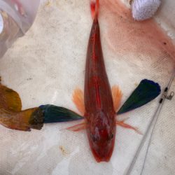 スーパーライト