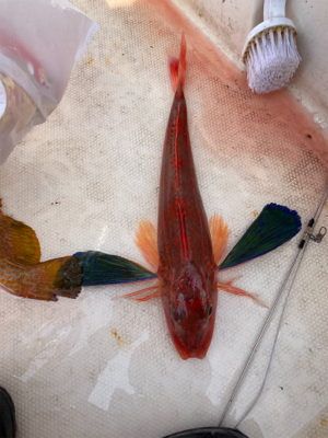 スーパーライト