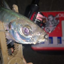 アジング練習 249