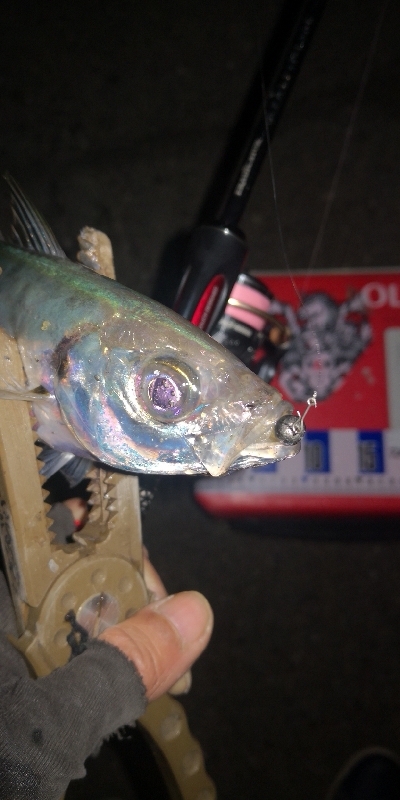 アジング練習 249