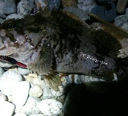 ホタパタでクロソイ