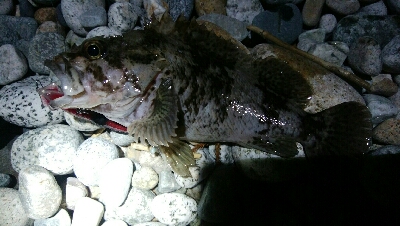 ホタパタでクロソイ