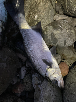 ヒラスズキ！！春の朝マズメ狙い