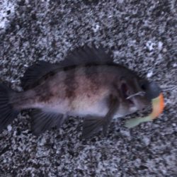 シーバス＆メバル！