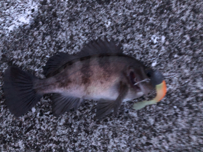 シーバス＆メバル！