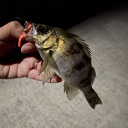 尺アジ釣れちゃった!!