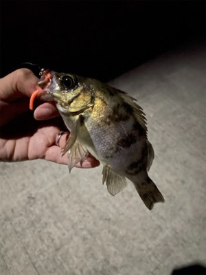 尺アジ釣れちゃった!!