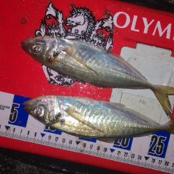 アジング練習 251