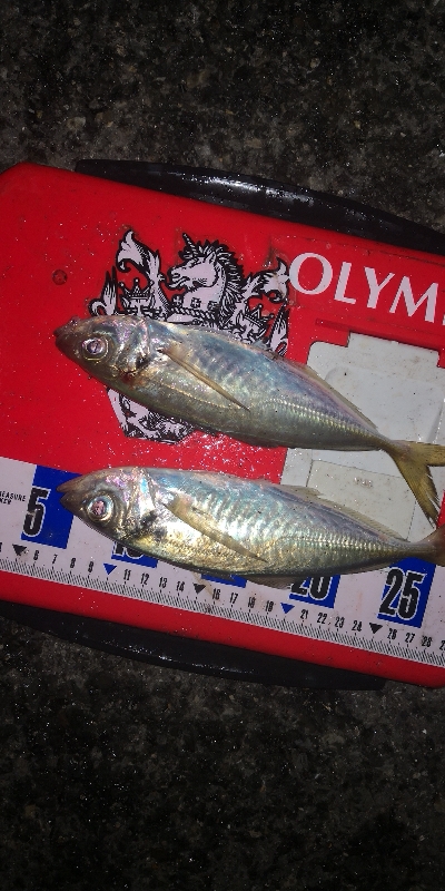 アジング練習 251