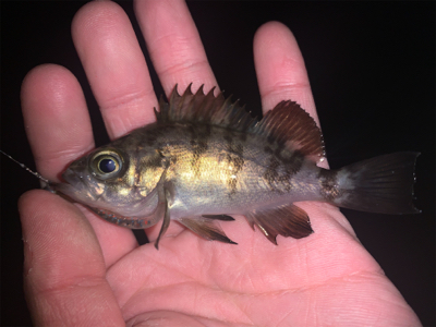 小雨の降り始め。